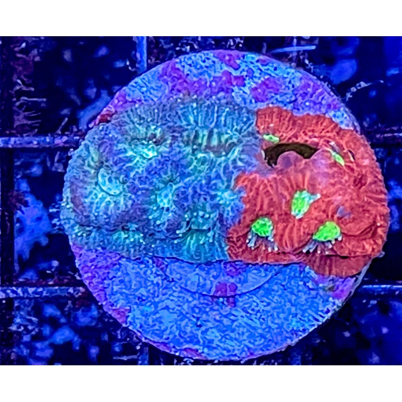 Grafted War Coral Favia Frag