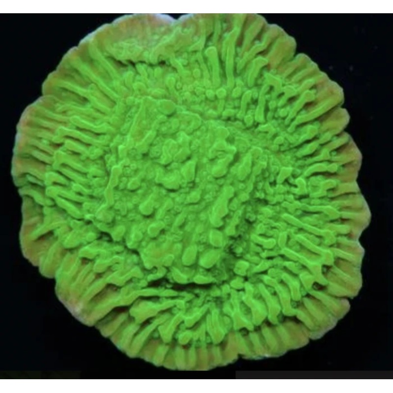 Granny-smith Monti Frag