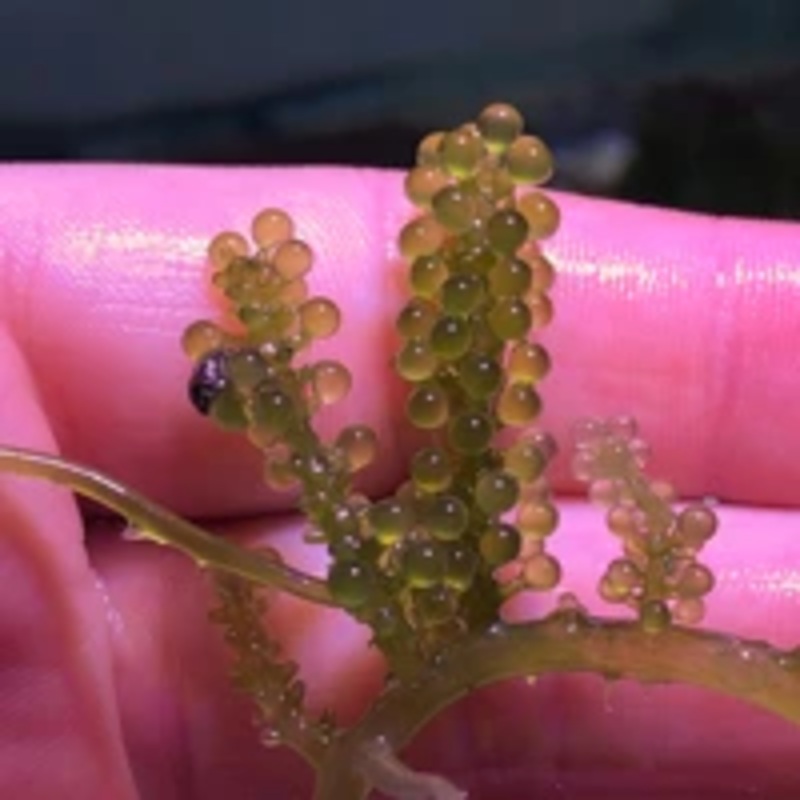 Grape Caulerpa (Caulerpa sp.) Macro Algae