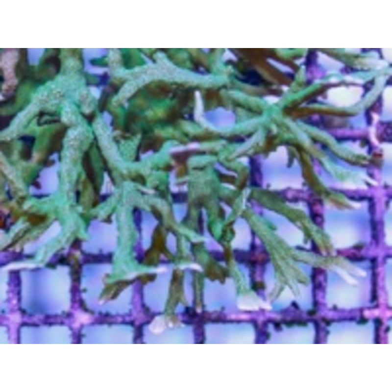 Green Elkhorn Monti Frag