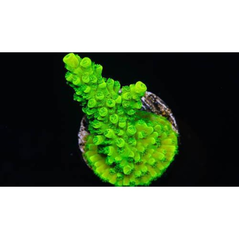 Green Slimer Frag