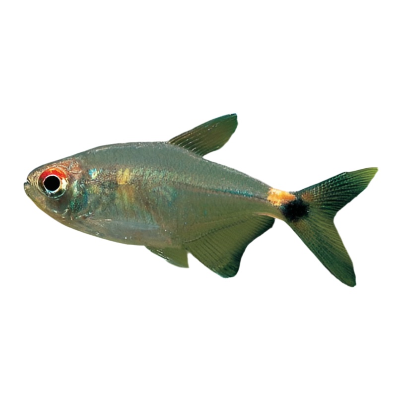 Head and Tail Light Tetra