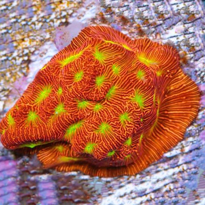 Jack O'lantern Leptoseris Frag