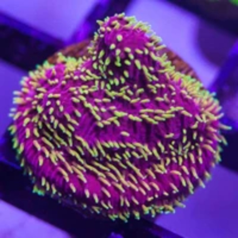 Jason Fox Freak Hair Lithophylion Frag