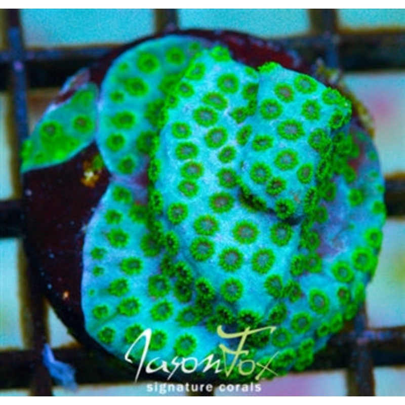 Jason Fox Tyree Mind Field Cyphastrea Frag
