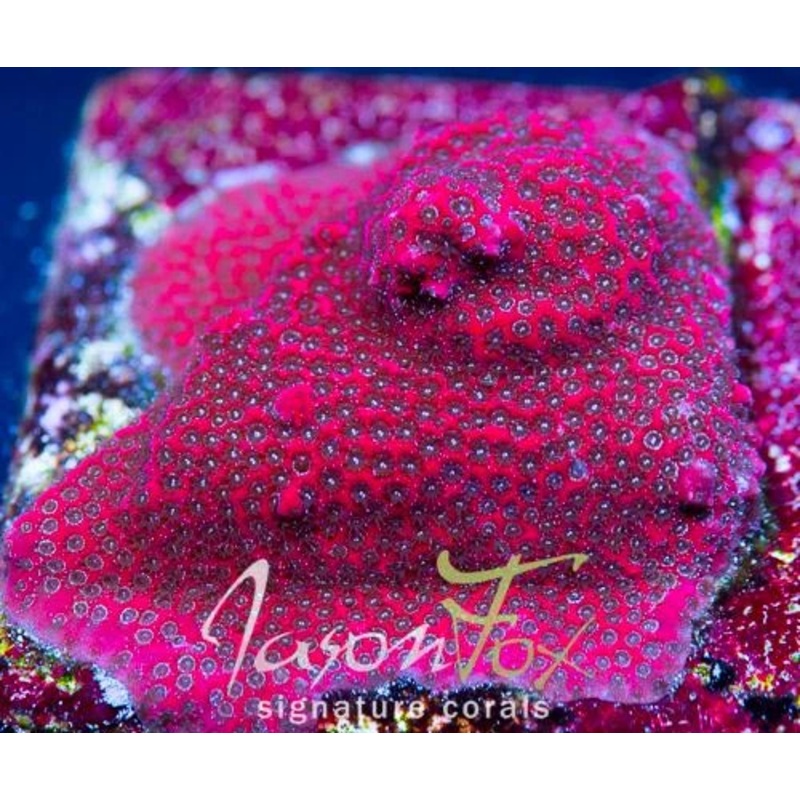JF Darth Maul Porites Frag