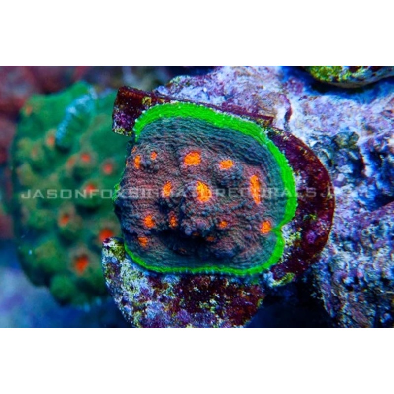 JF My Miami Chalice Frag