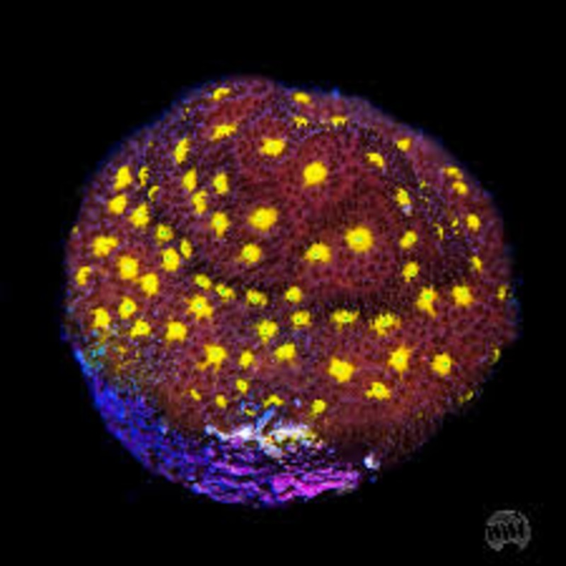 JF Outer Space Psammocora Frag