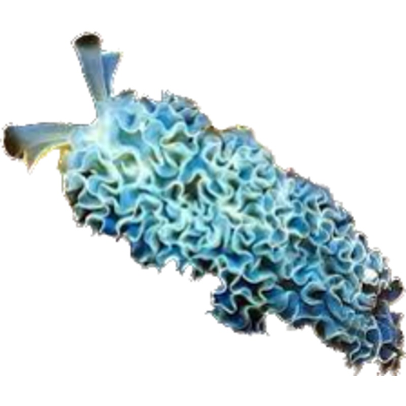 LETTUCE NUDIBRANCH