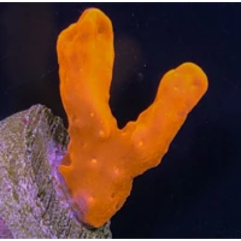 Montipora Branching Setosa Frag