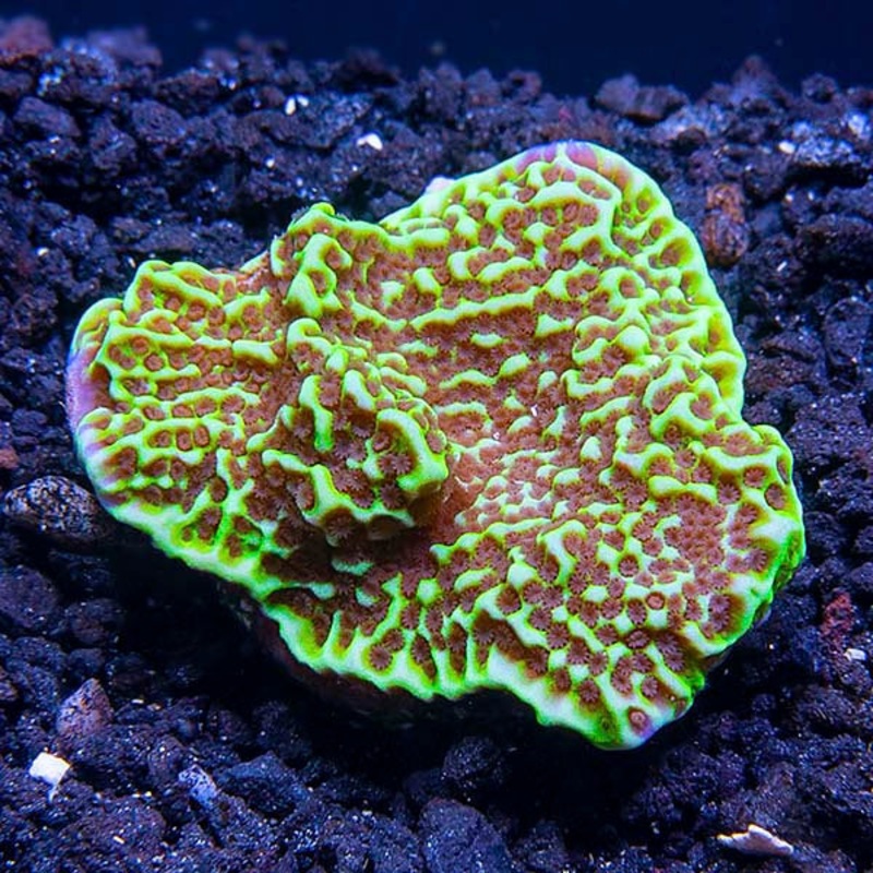 Montipora Confusa Frag