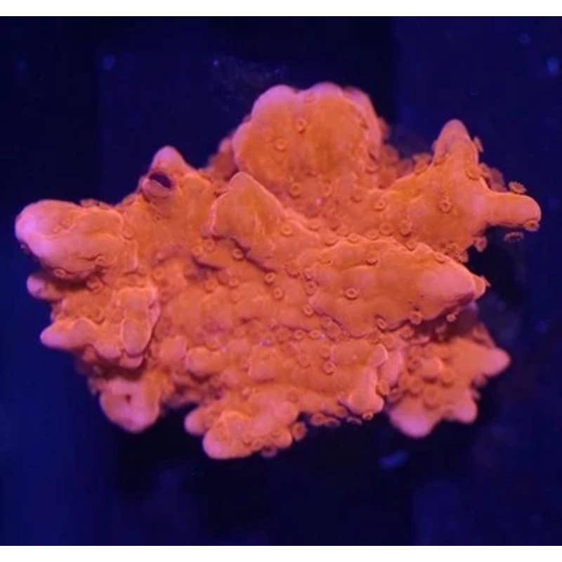 Montipora Encrusting Setosa Frag