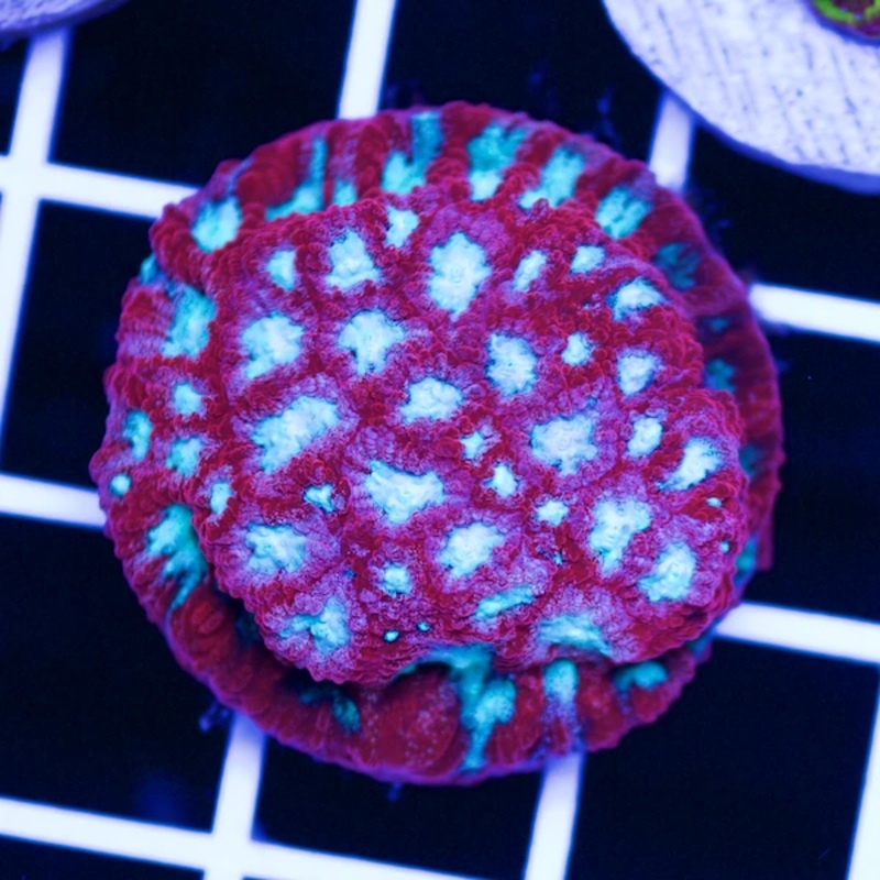 Odyssey Favia Frag