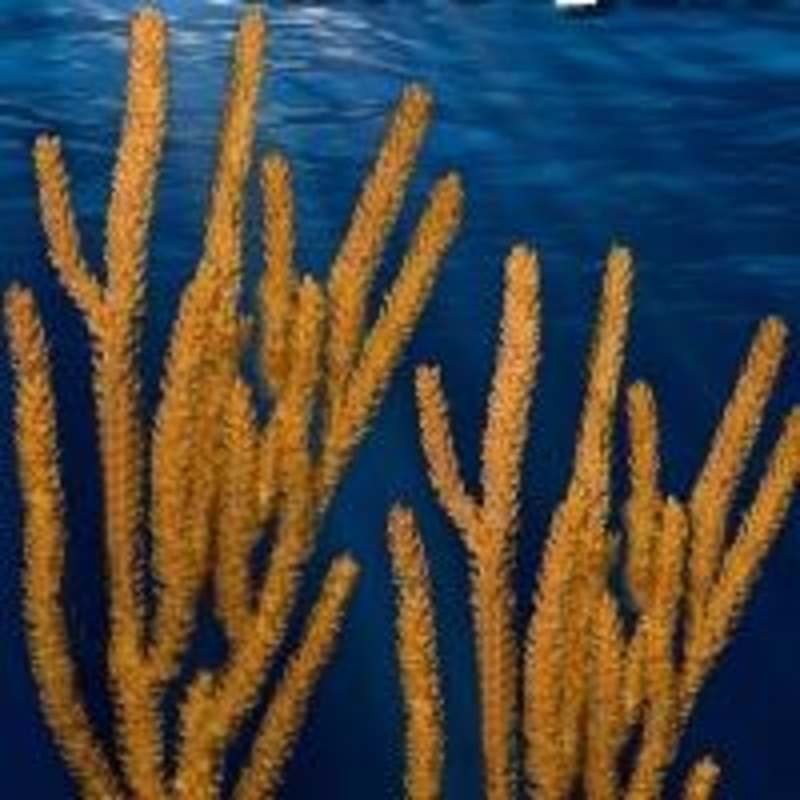 Orange Spiney Gorgonia