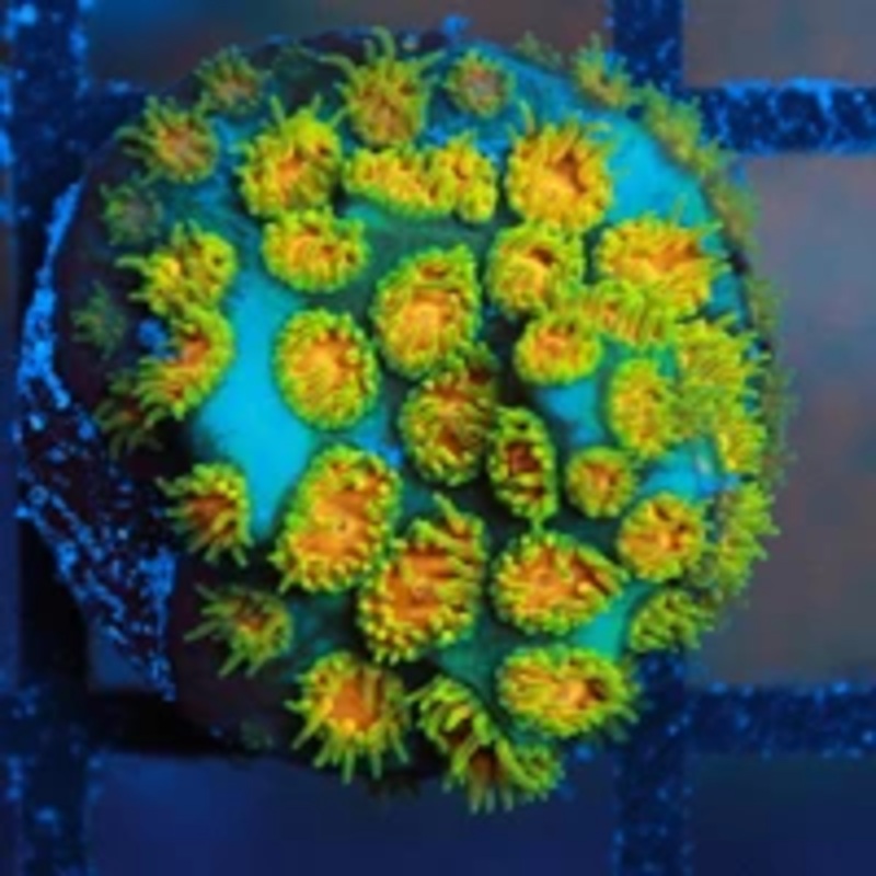 Polkaroo Leptastrea Frag