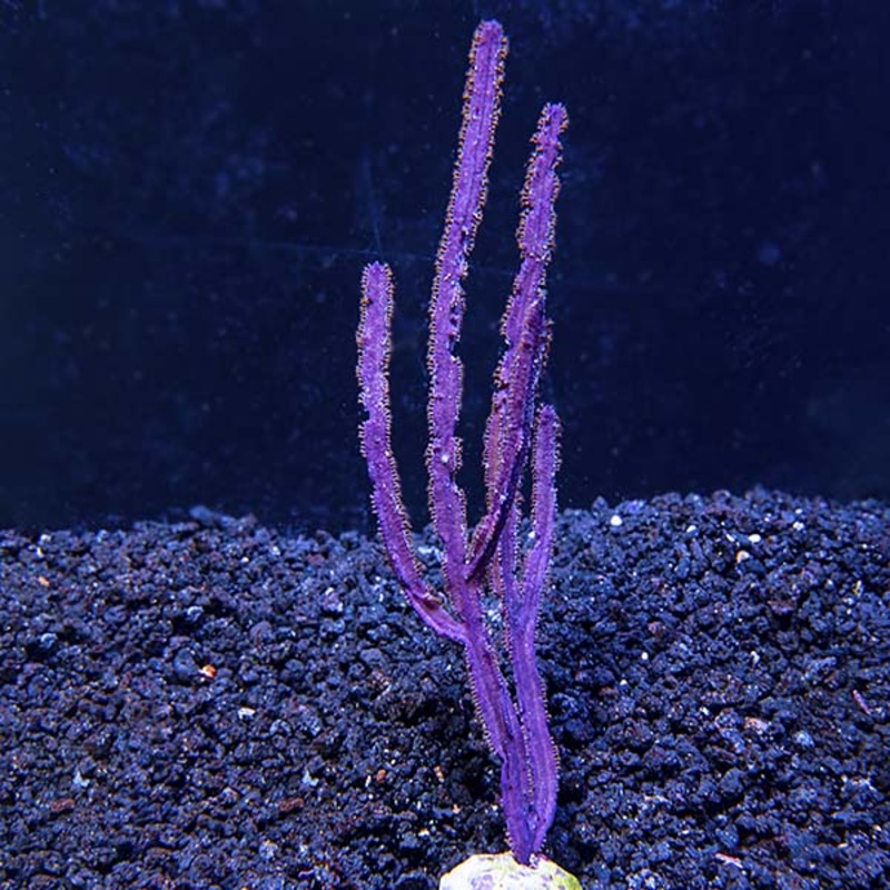 Purple Blade Gorgonian