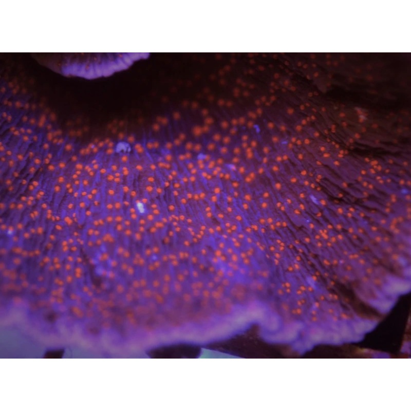 Purple Cap with Red Polyp Monti Frag