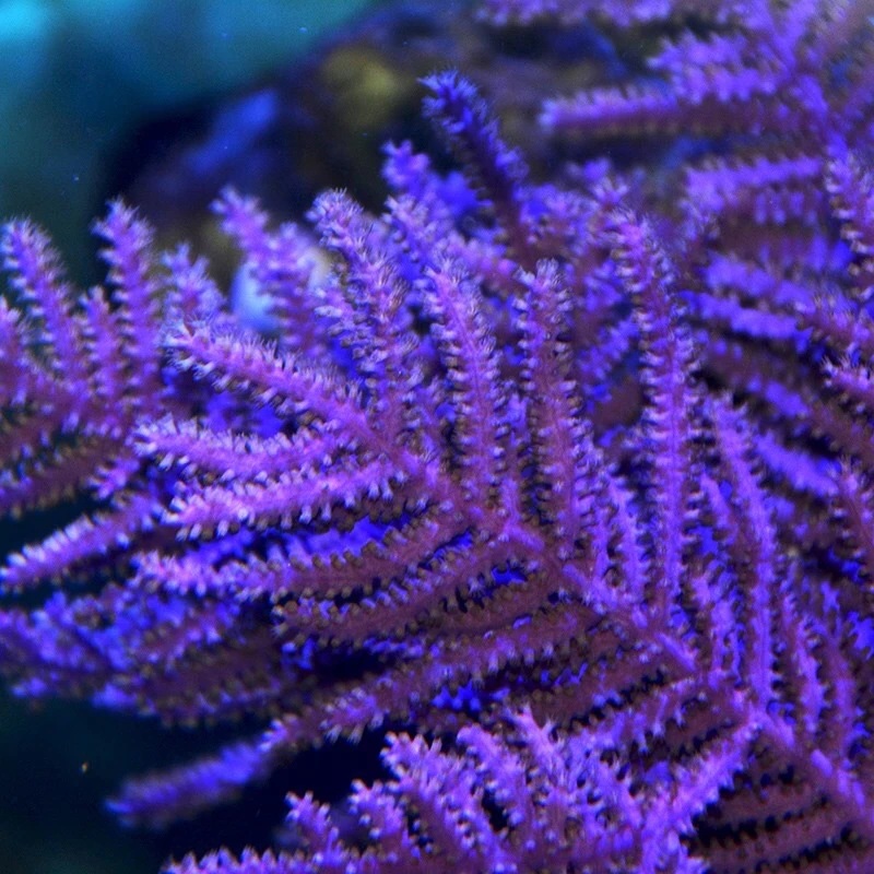 Purple Frilly Gorgonian
