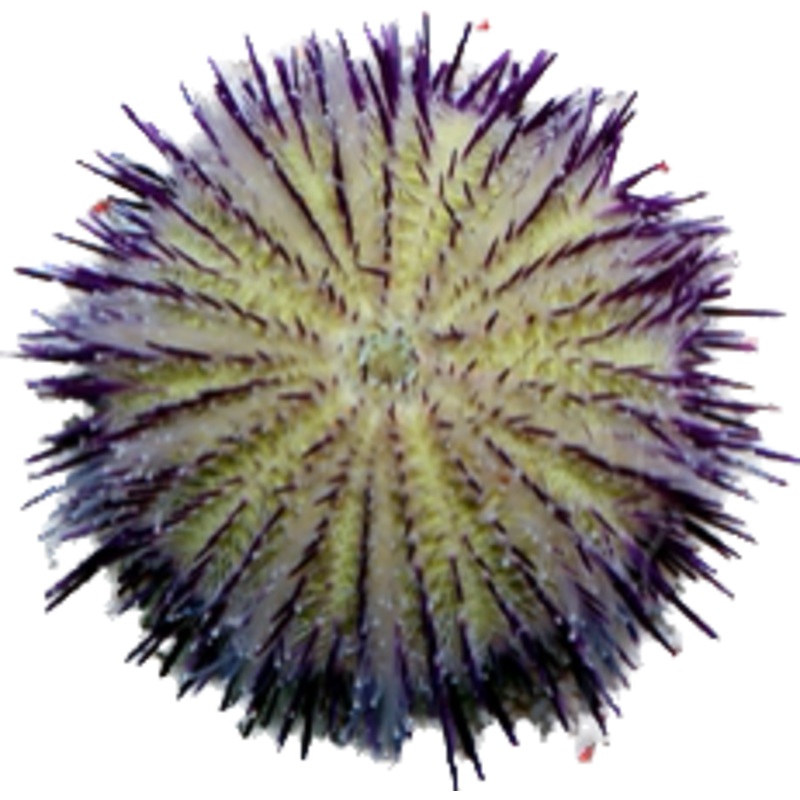 PURPLE PIN CUSHION URCHIN LG