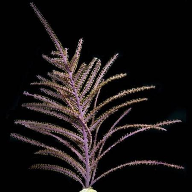 Purple Plume Gorgonian