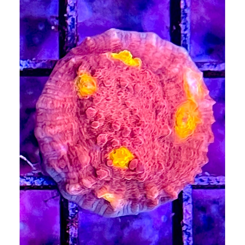 Raging Nightmare Chalice Frag