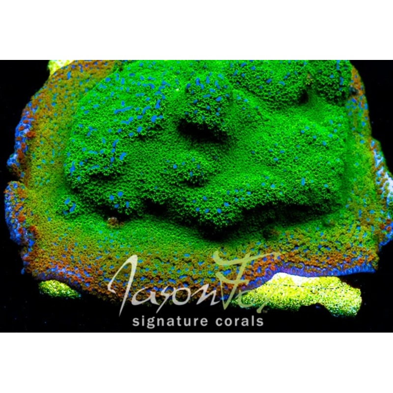 Rainbow Monti Frag