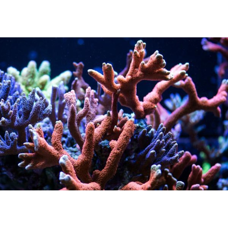Red Digi Monti Frag