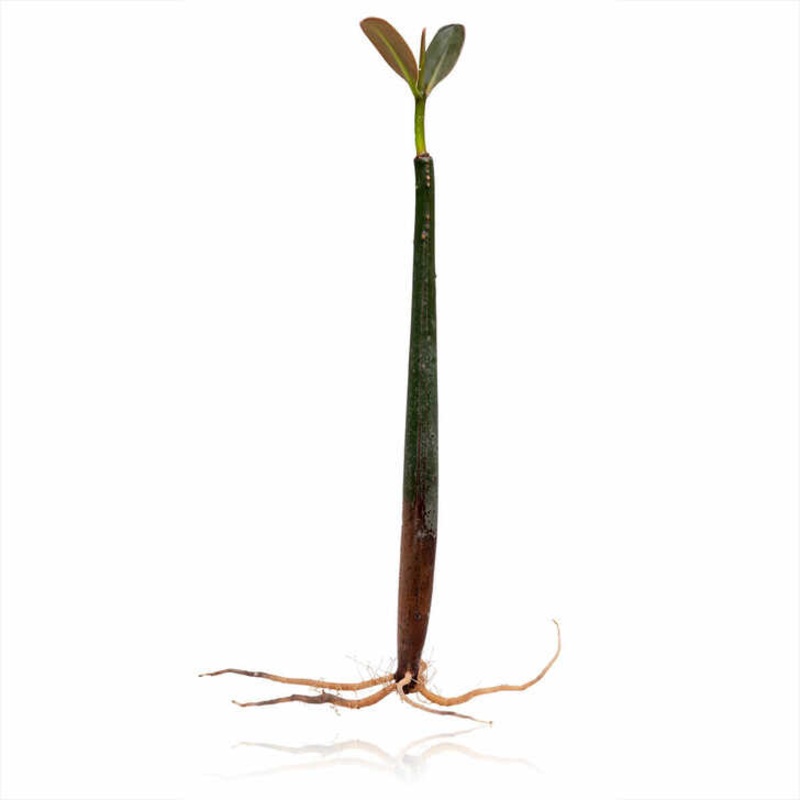 Red Mangrove Rooted w/ Leaves