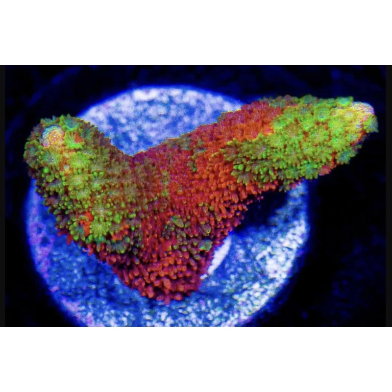Slime Time Grafted Digi Monti Frag