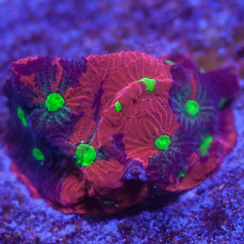 War Coral Favia Frag