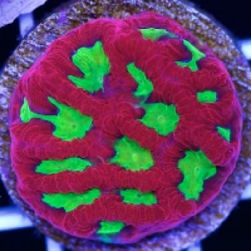 Wild Cherry Favia Frag