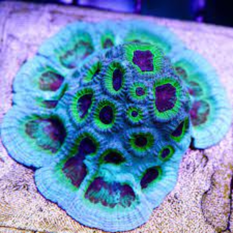 WWC PPE Favia Frag