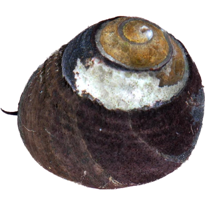 Black Turban Snail