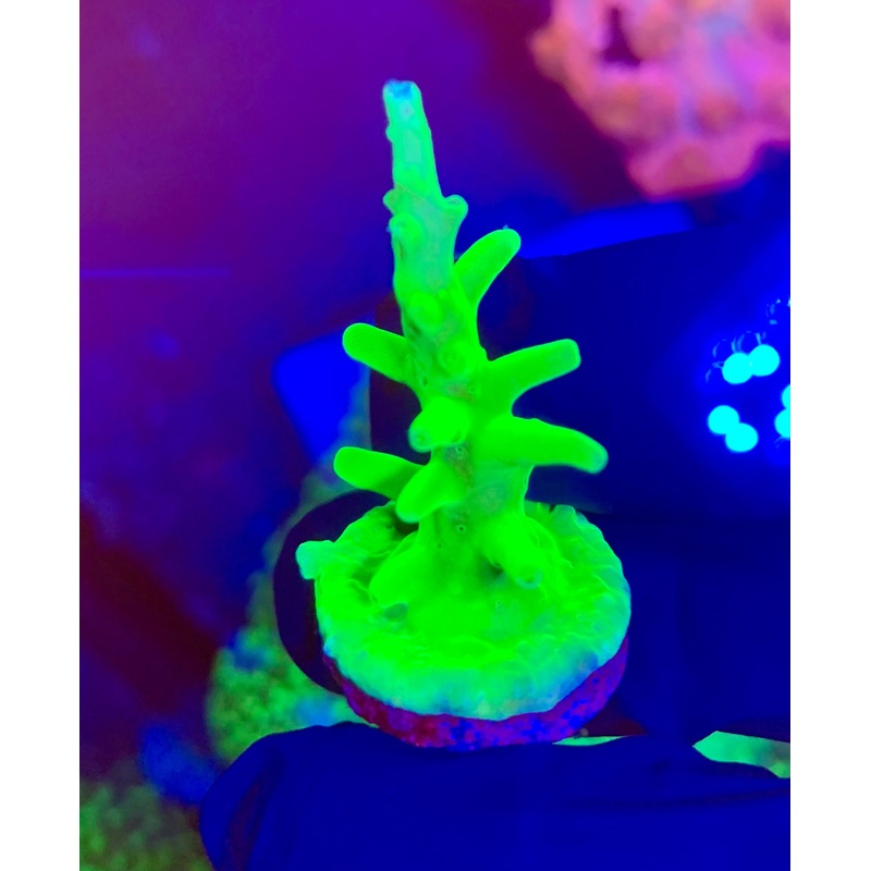 Green Dragon WYSIWYG