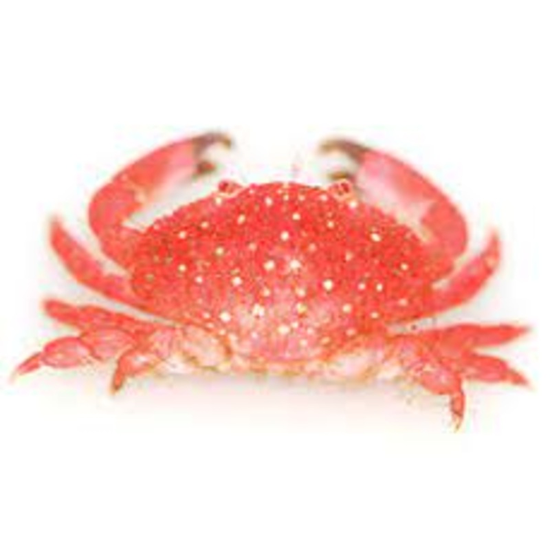 Hawaiian Strawberry Crab (Liomera sp.) - (Only 1 Available )