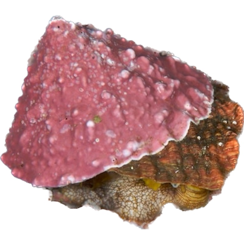 Pink Turban Snail