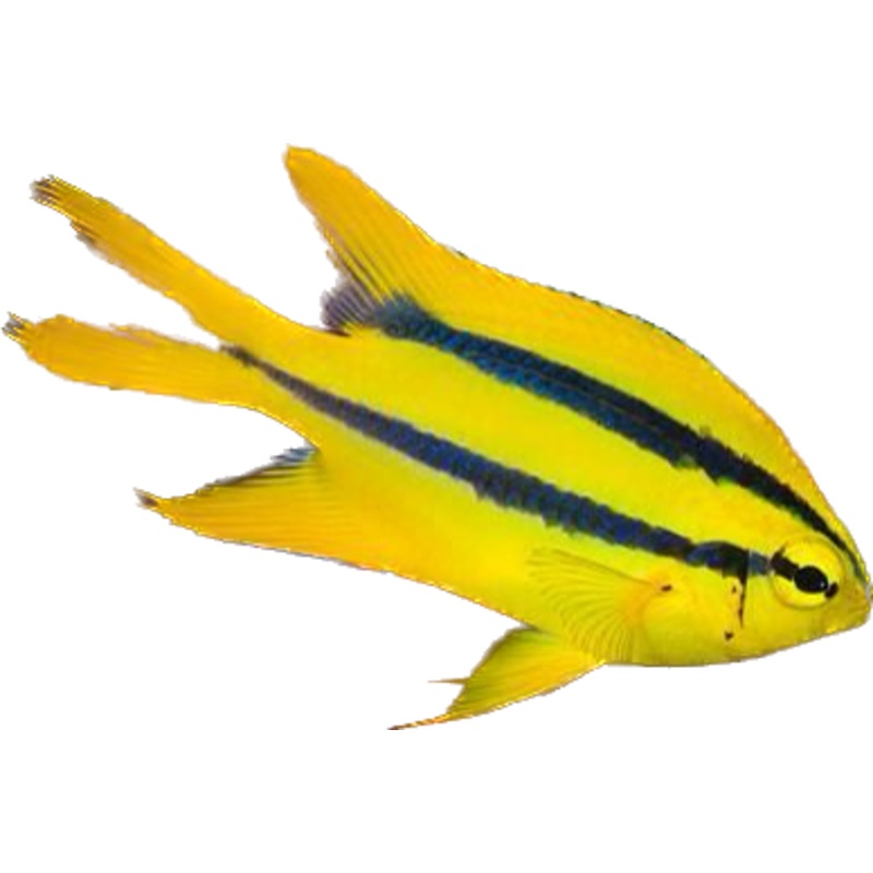 Blackmouth Bicolor Chromis (Arrived may 22)