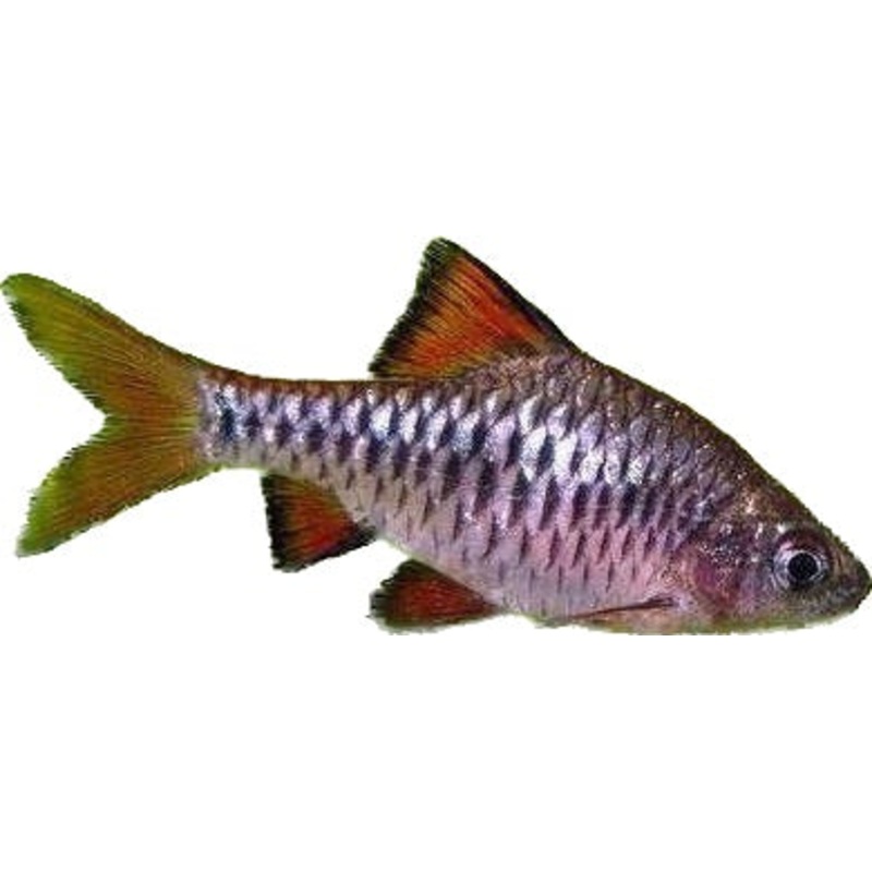 Checkered Barb