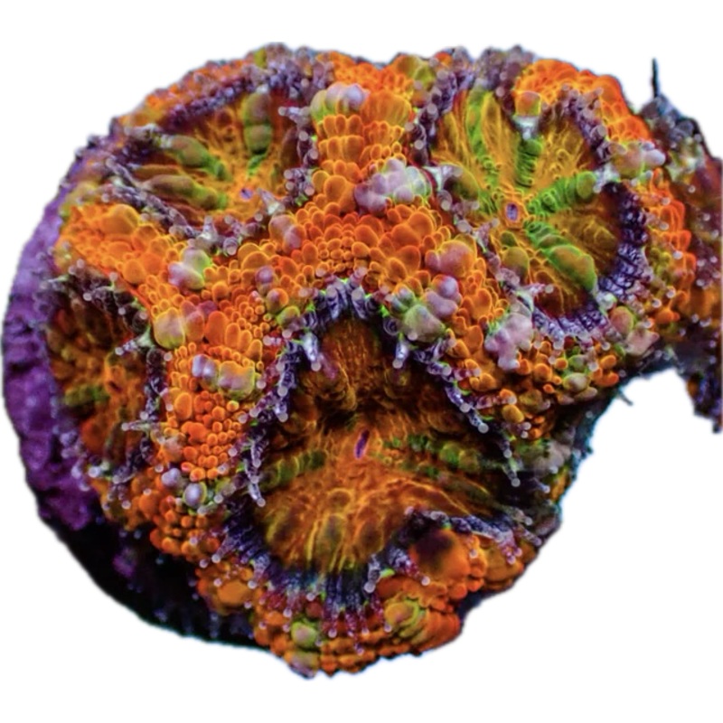 Citrus Rainbow Acan