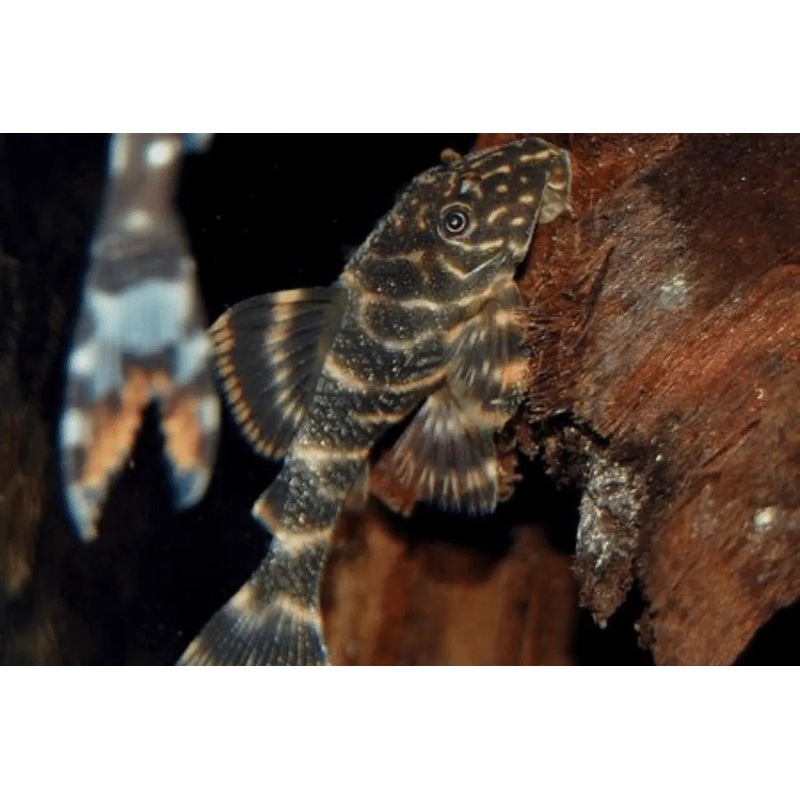 Clown L-103 Plecoostomus