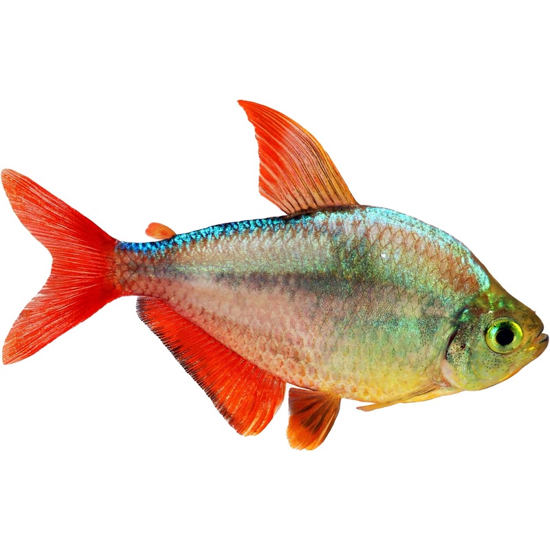 Columbian Tetra