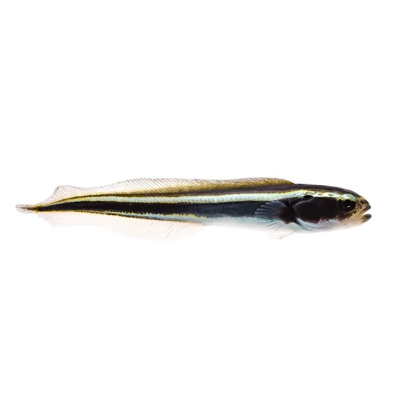 Engineer Goby (Arrived April 25 )
