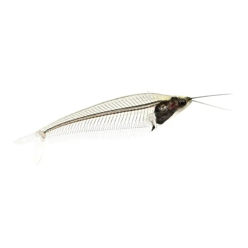 GLASS CATFISH