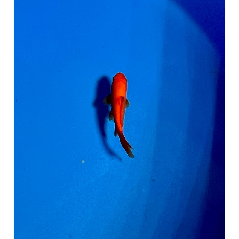 Goldfish #19 WYSIWYG