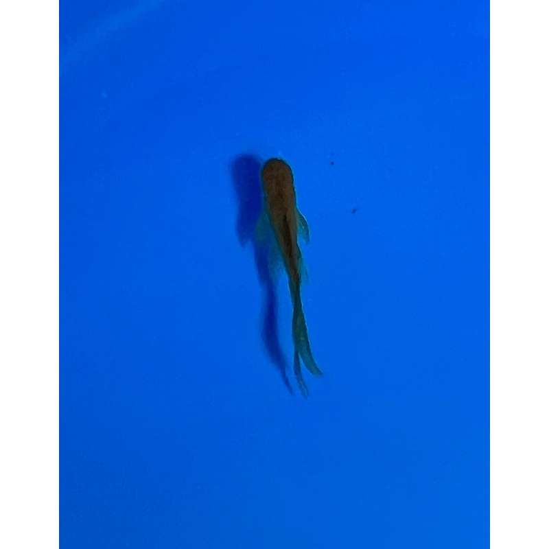 Goldfish #20 WYSIWYG