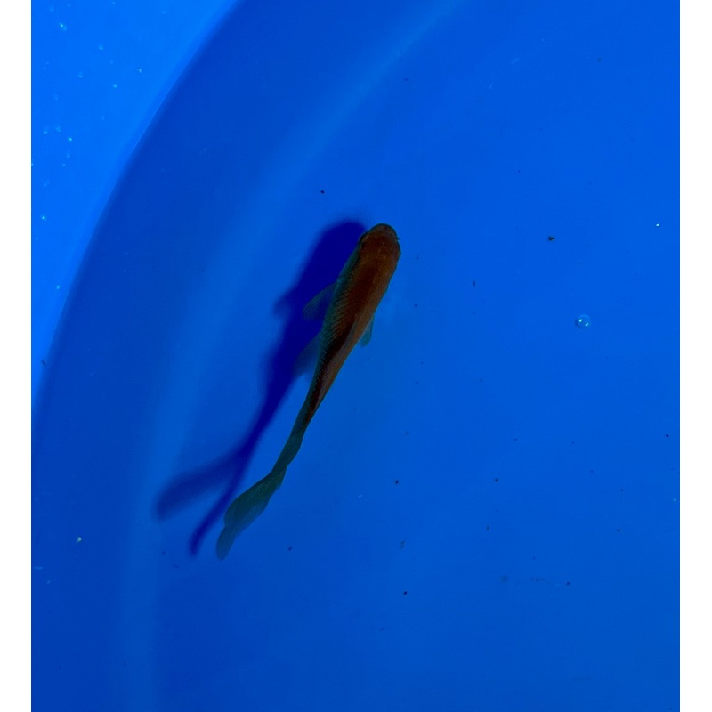 Goldfish #21 WYSIWYG