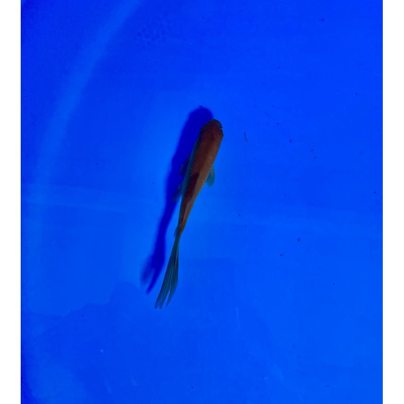 Goldfish #22 WYSIWYG