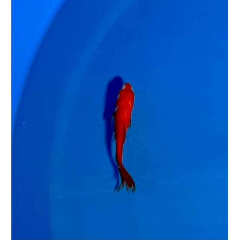 Goldfish #23 WYSIWYG