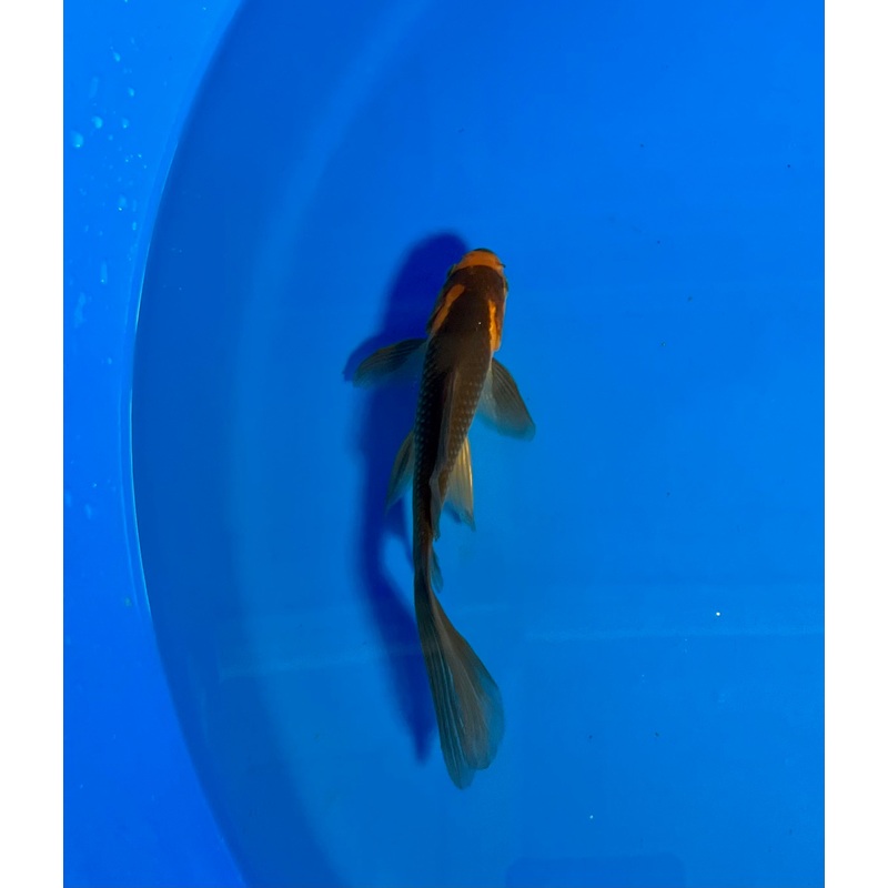 Goldfish #24 WYSIWYG