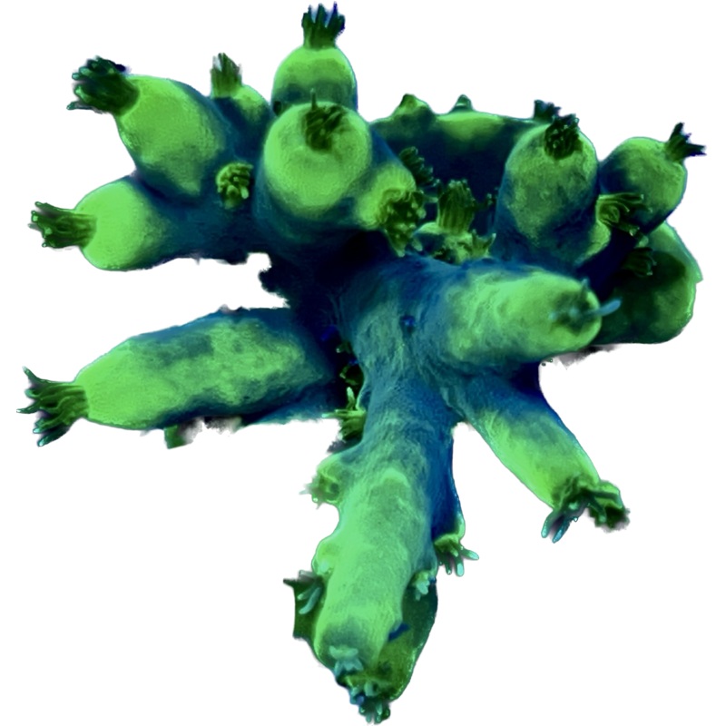 Lokani Acro